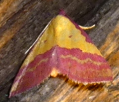 Phytometra rhodarialis