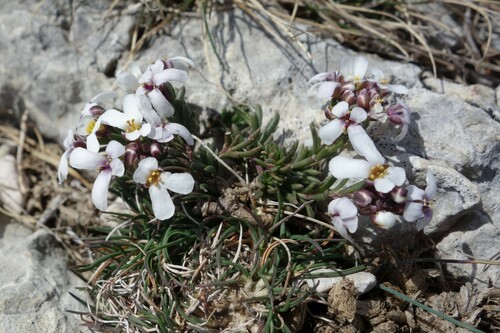 Image of Iberis saxatilis by (c) Clément Maouche, some rights reserved (CC BY)