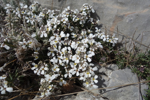 Image of Iberis saxatilis by (c) Clément Maouche, some rights reserved (CC BY)
