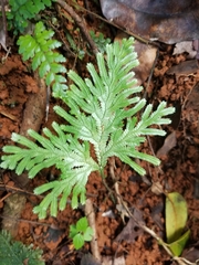 Selaginella