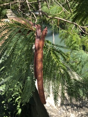 Leucaena greggii