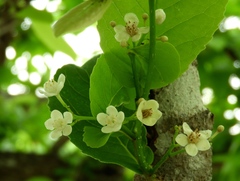 Casearia dolichophylla