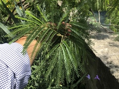 Leucaena greggii
