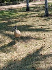 Threskiornis molucca