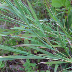 Muhlenbergia frondosa