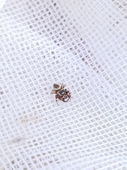 Metaphidippus chera