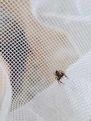Metaphidippus chera