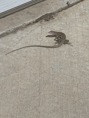 Aspidoscelis neotesselatus