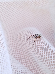 Metaphidippus chera