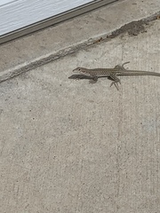 Aspidoscelis neotesselatus