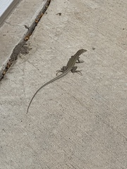 Aspidoscelis neotesselatus