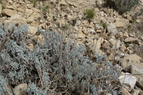 Image of Santolina decumbens by (c) Clément Maouche, some rights reserved (CC BY)