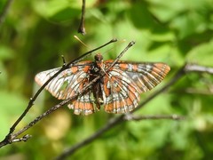 Euphydryas gillettii