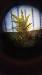 Bryoerythrophyllum recurvirostrum