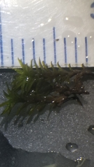 Bryoerythrophyllum recurvirostrum
