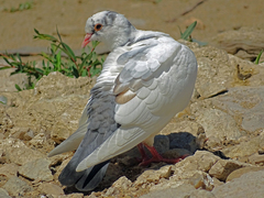 Columba livia domestica