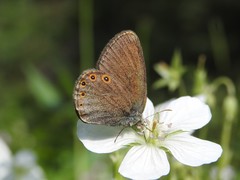 Coenonympha haydenii