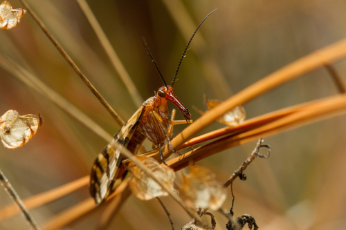 Panorpidae image