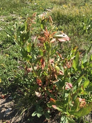 Koenigia phytolaccifolia