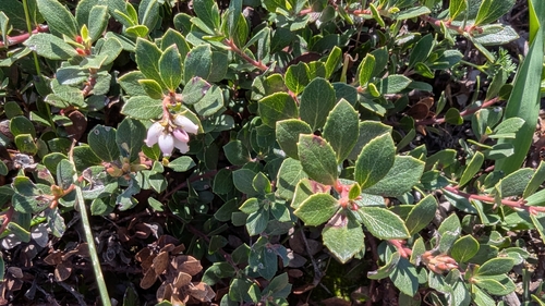 Arctostaphylos pacifica, 2025-03-08