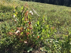 Koenigia phytolaccifolia