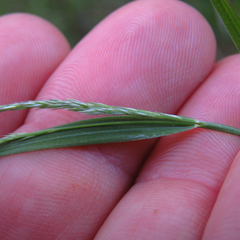 Muhlenbergia frondosa