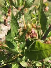 Koenigia phytolaccifolia