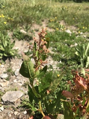 Koenigia phytolaccifolia