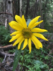 Helianthella
