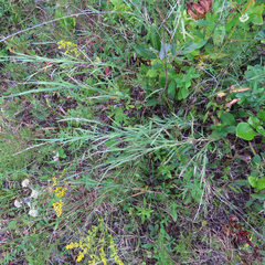 Muhlenbergia frondosa