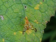 Acidia cognata