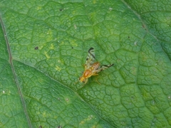 Acidia cognata