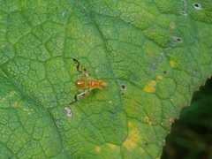 Acidia cognata