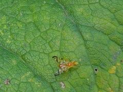 Acidia cognata