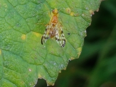 Acidia cognata