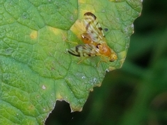 Acidia cognata
