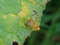 Acidia cognata