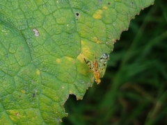 Acidia cognata