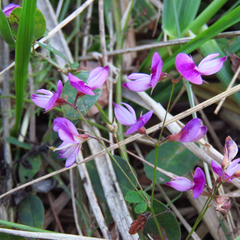 Lespedeza frutescens