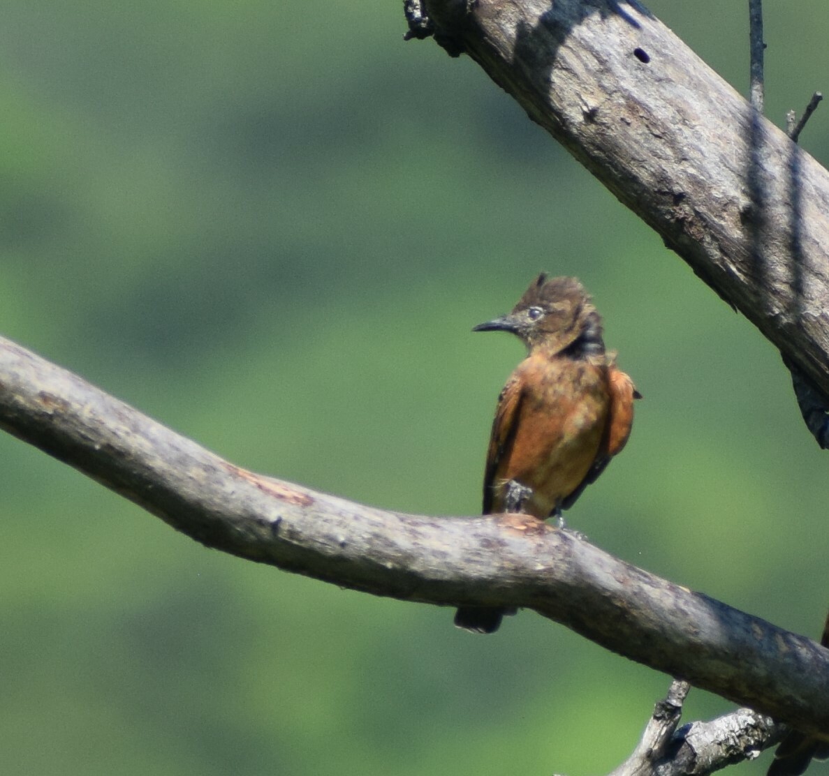 Cliff Flycatcher illustration