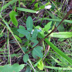 Lespedeza frutescens