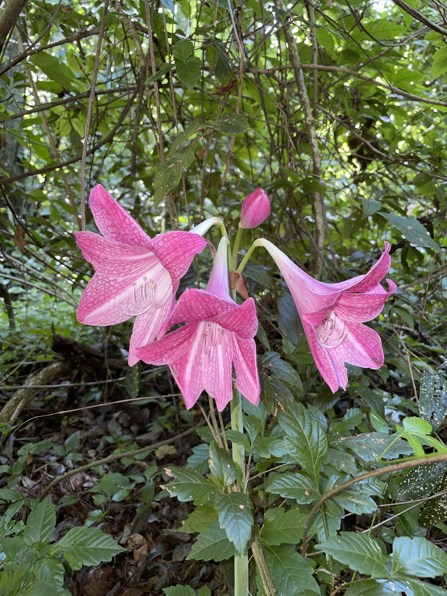 Imagem de Amaryllis