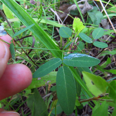 Lespedeza frutescens