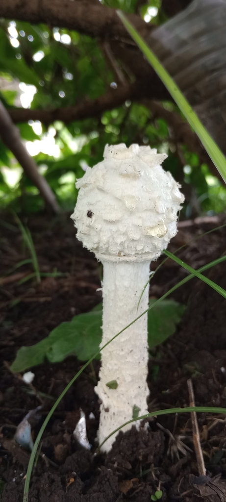 Amanita foetens · March 2025 · photo: © lulit (iNaturalist, cc-by)