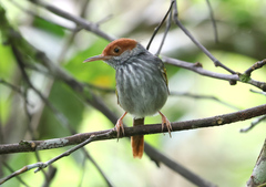 Grey-Backed Tailorbird photo 3