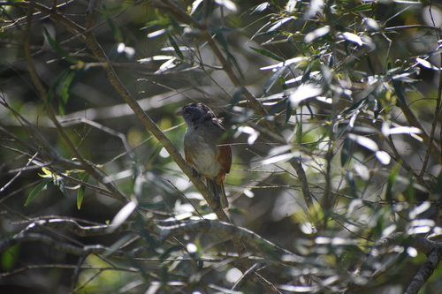 Grey-throated Warbling Finch (Microspingus cabanisi), photo 2