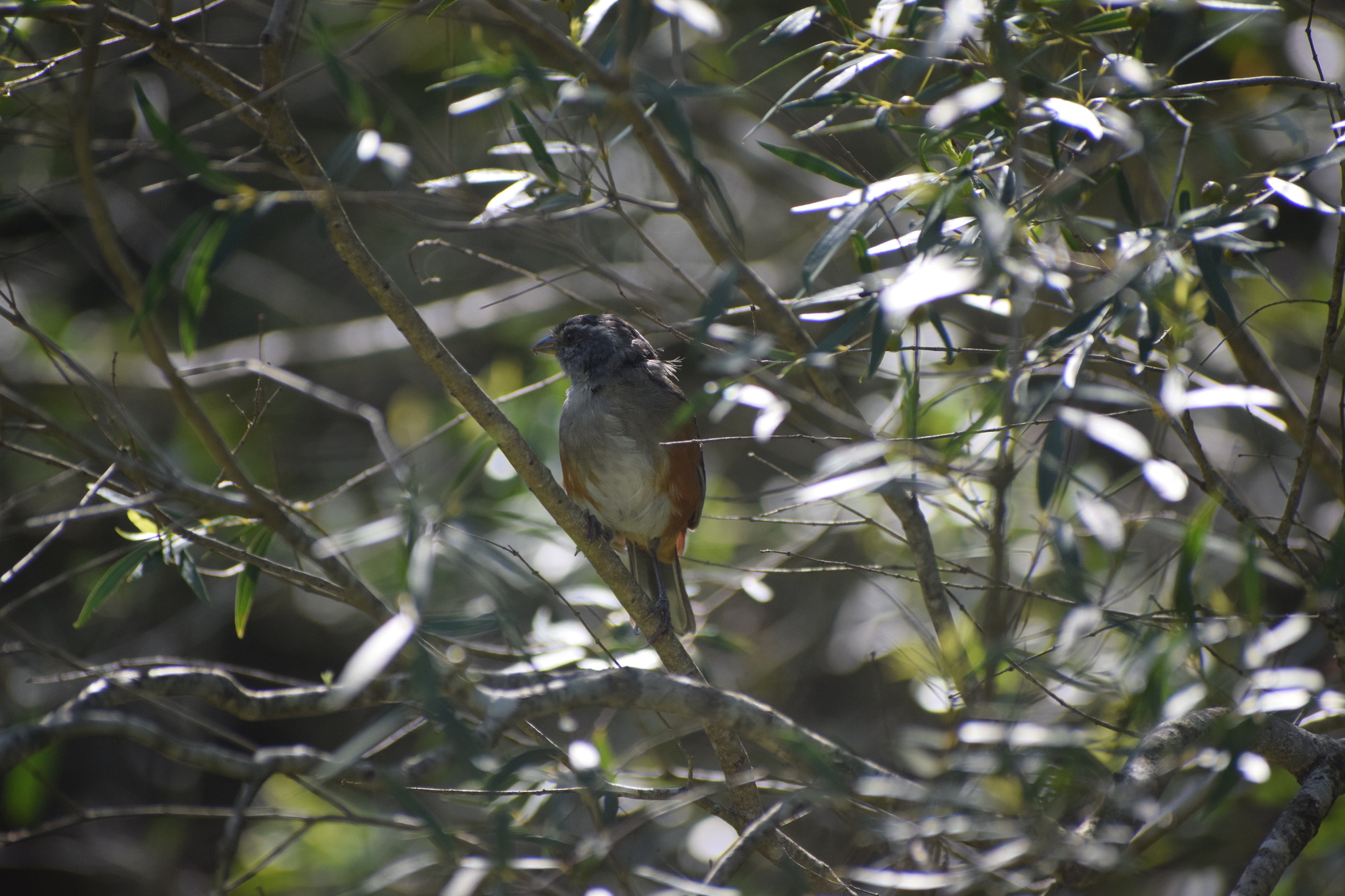 Grey-throated Warbling Finch (Microspingus cabanisi), photo 2