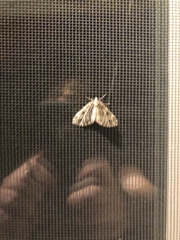 Lepidoptera