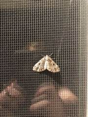 Lepidoptera