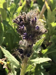 Phacelia lyallii